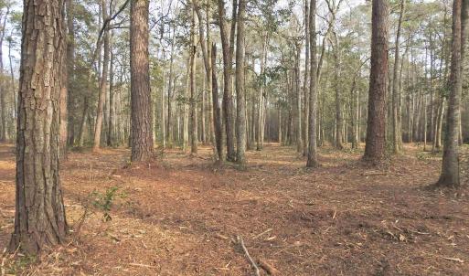 View of tree filled area