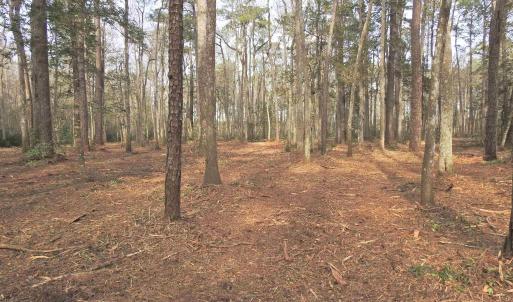 View of tree filled area