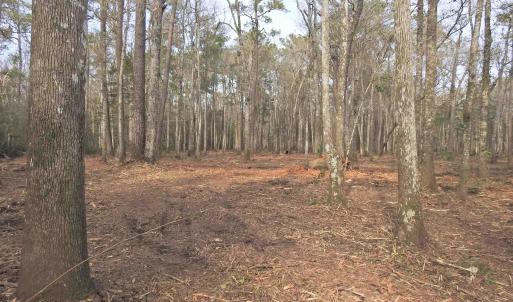 View of woods