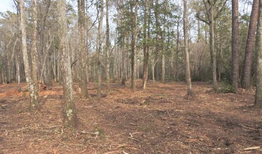 View of wooded area