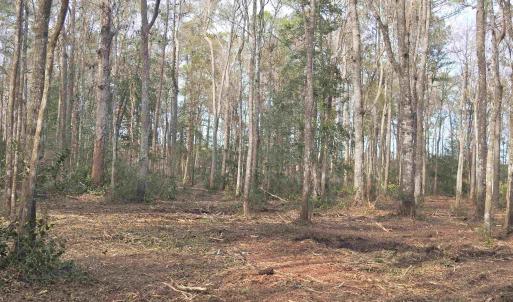 View of wooded area