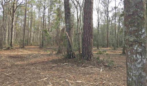 Photo #13 of 301 Bella Rd., Myrtle Beach, SC 7.4 acres