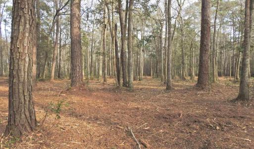 Photo #8 of 301 Bella Rd., Myrtle Beach, SC 7.4 acres