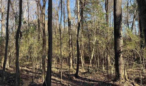 View of tree filled area