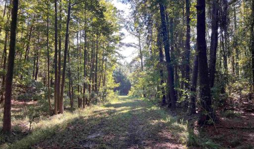 Photo #4 of TBD Highway 701 South, Georgetown, SC 58.0 acres