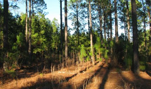 View of undeveloped land