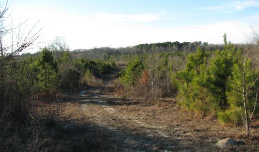 View of road featuring a view of trees