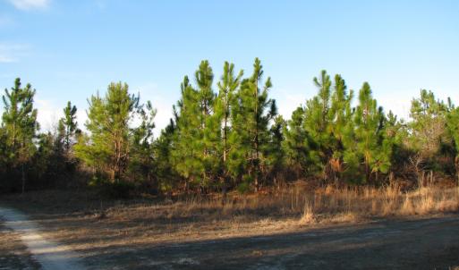 View of dirt / gravel road