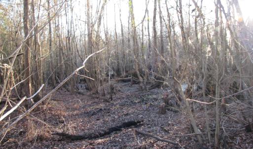 View of local wilderness