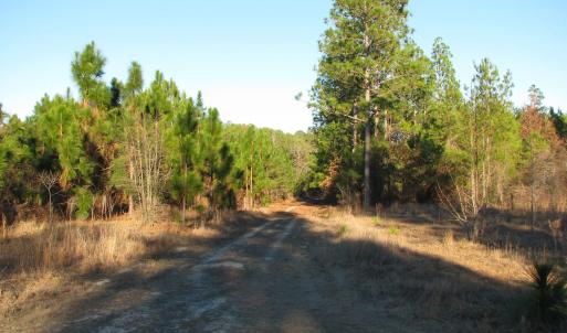 View of dirt / gravel road featuring a view of tre