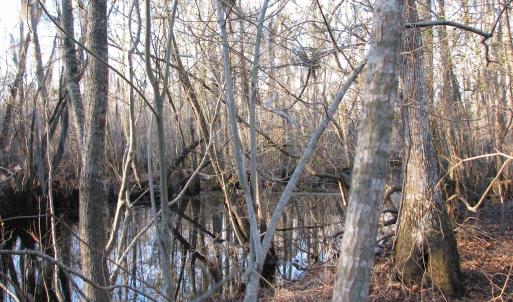 View of local wilderness