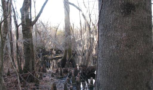 View of local wilderness