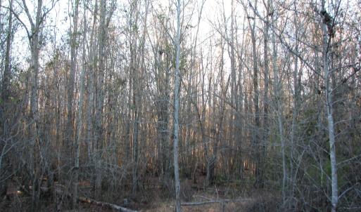 View of tree filled area