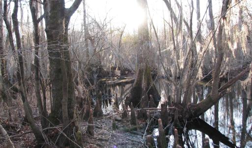 View of undeveloped land