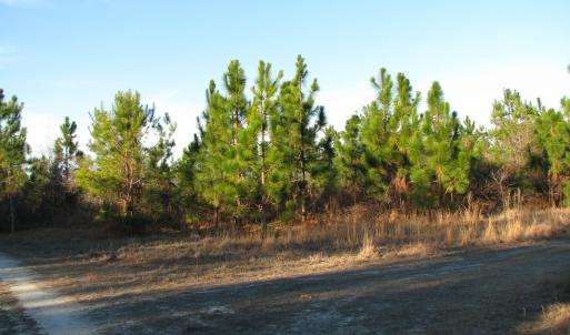 View of dirt / gravel road