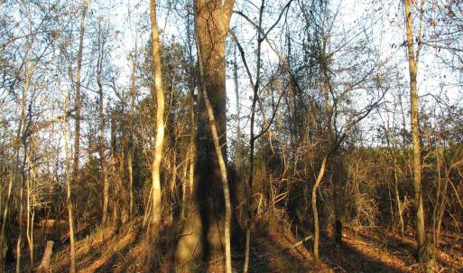 View of undeveloped land