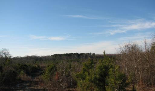 View of woods