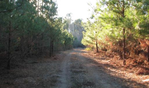 View of dirt / gravel road featuring a forest view