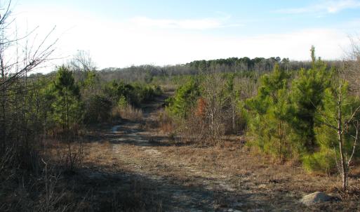View of road featuring a view of trees