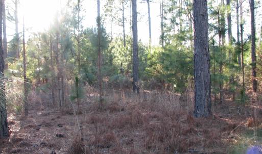 View of wooded area
