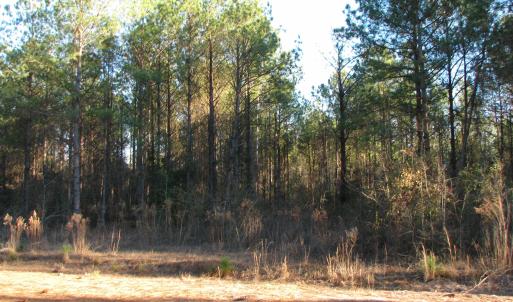 View of local wilderness