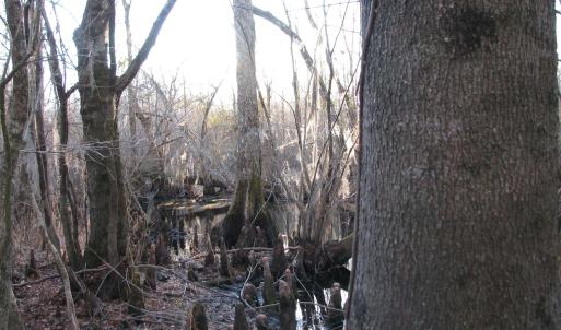 View of local wilderness