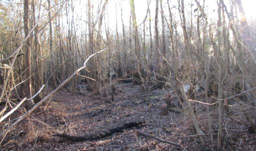 View of local wilderness