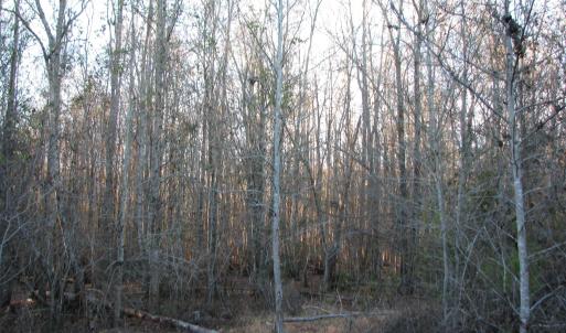 View of tree filled area