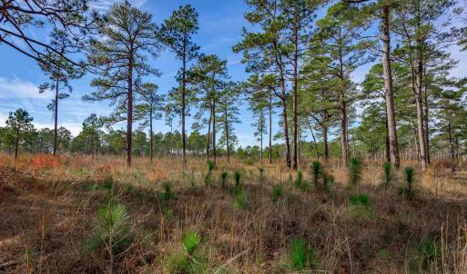 View of undeveloped land