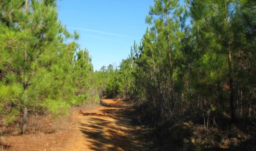 View of road with a forest view