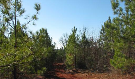 View of local wilderness