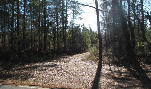 View of tree filled area