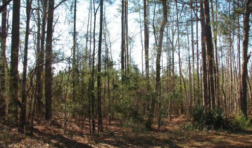 View of wooded area