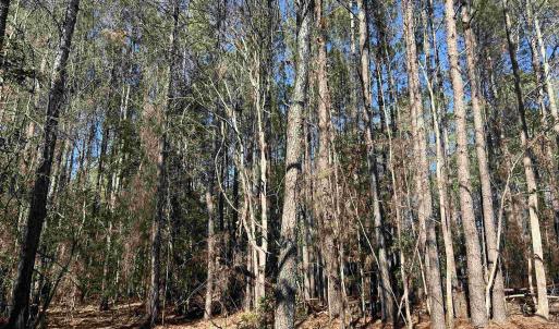 View of tree filled area