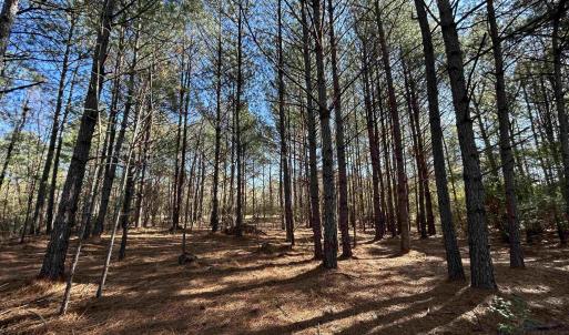 View of undeveloped land