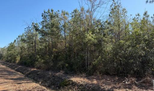 View of local wilderness