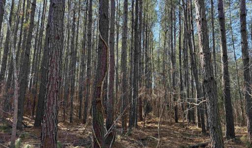 Photo #10 of 31.40 Acres-TBD Pennyroyal Rd., Georgetown, SC 31.4 acres