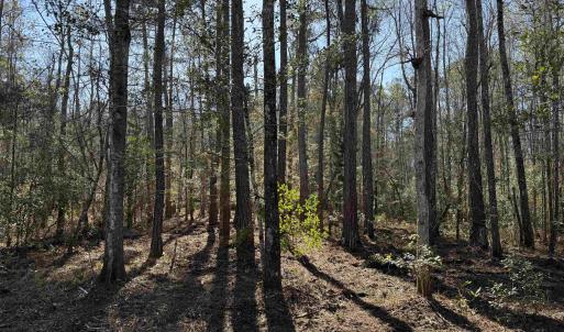Photo #2 of 31.40 Acres-TBD Pennyroyal Rd., Georgetown, SC 31.4 acres