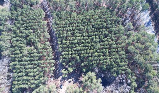 Photo #21 of 31.40 Acres-TBD Pennyroyal Rd., Georgetown, SC 31.4 acres