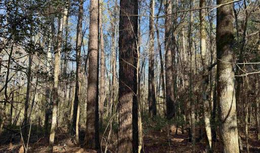 Photo #4 of 31.40 Acres-TBD Pennyroyal Rd., Georgetown, SC 31.4 acres