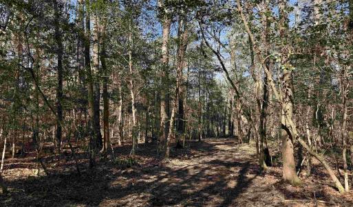 Photo #24 of 31.40 Acres-TBD Pennyroyal Rd., Georgetown, SC 31.4 acres
