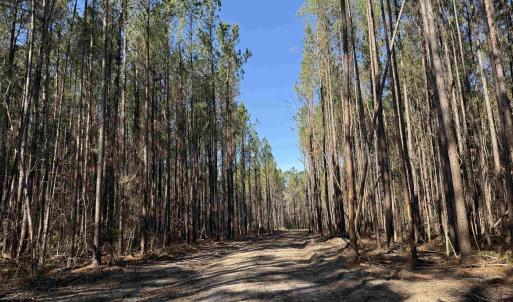 Photo #1 of 31.40 Acres-TBD Pennyroyal Rd., Georgetown, SC 31.4 acres