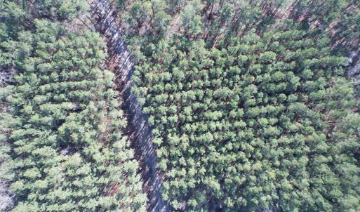 Photo #22 of 31.40 Acres-TBD Pennyroyal Rd., Georgetown, SC 31.4 acres