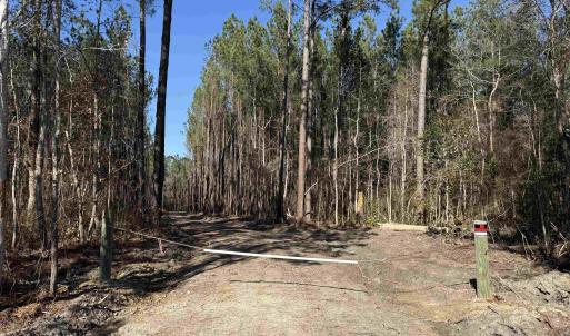 Photo #23 of 31.40 Acres-TBD Pennyroyal Rd., Georgetown, SC 31.4 acres