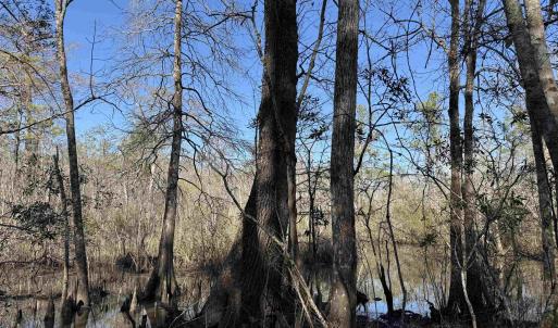 Photo #3 of 31.40 Acres-TBD Pennyroyal Rd., Georgetown, SC 31.4 acres