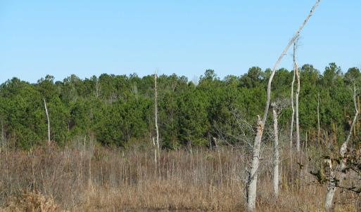 Photo #15 of Cannery Rd, Dalzell, SC 382.1 acres