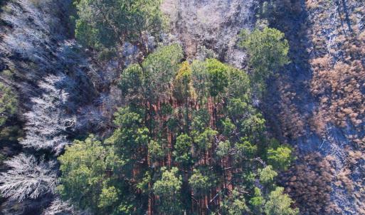 Photo #7 of TBD Samuels Ave, Salters, SC 2.1 acres