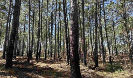 Photo #4 of Lot 6 - TBD Old Camp Ln., Salters, SC 1.2 acres