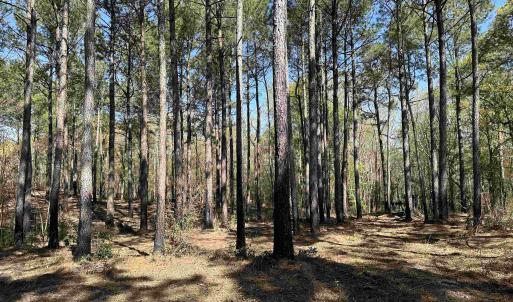 Photo #6 of Lot 6 - TBD Old Camp Ln., Salters, SC 1.2 acres