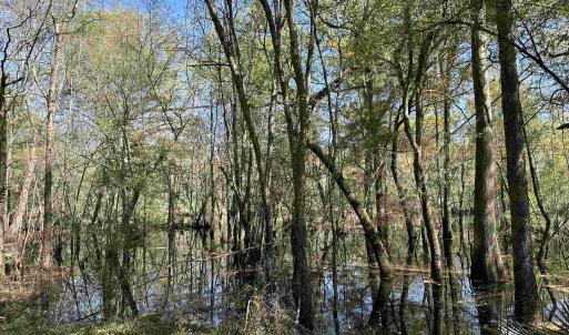 Photo #5 of Lot 6 - TBD Old Camp Ln., Salters, SC 1.2 acres